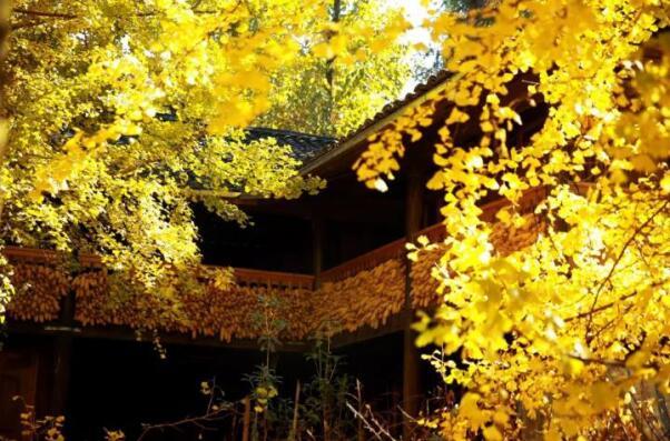 在最美的季節(jié)遇見你 雅居樂“上山下?！斌w驗(yàn)行